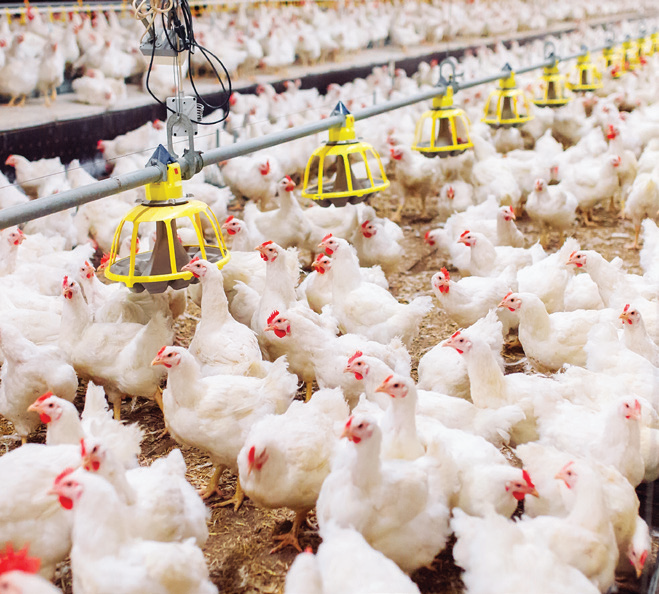 Simplifying Feed Inventory with FeedView®